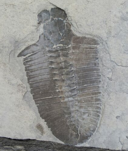 Inch Bathyuriscus Fimbiatus Trilobite - Utah #5498